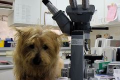 microscope_gallery