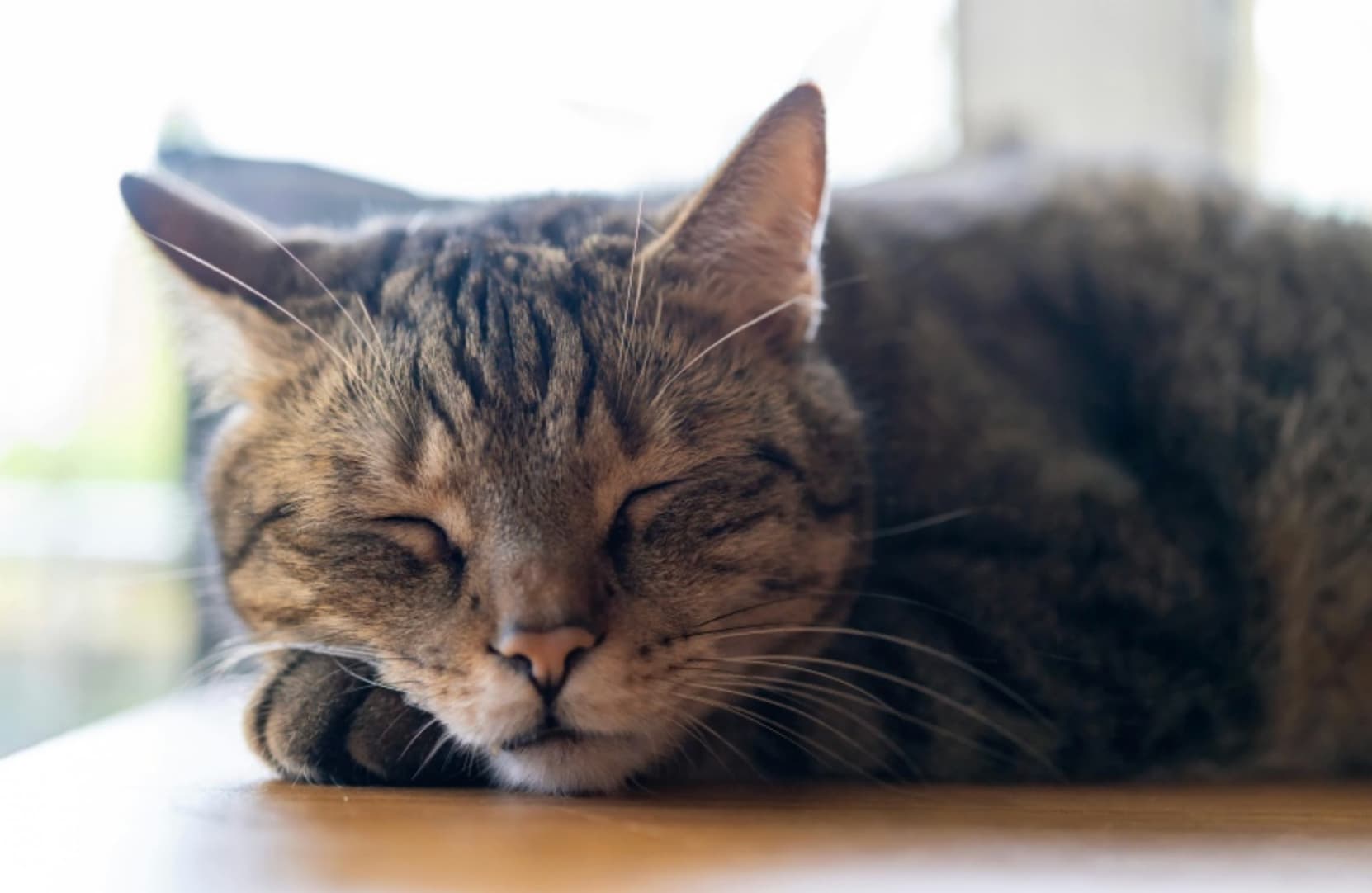 A Pet Parent’s Guide to the Overlooked Pet Wellness
