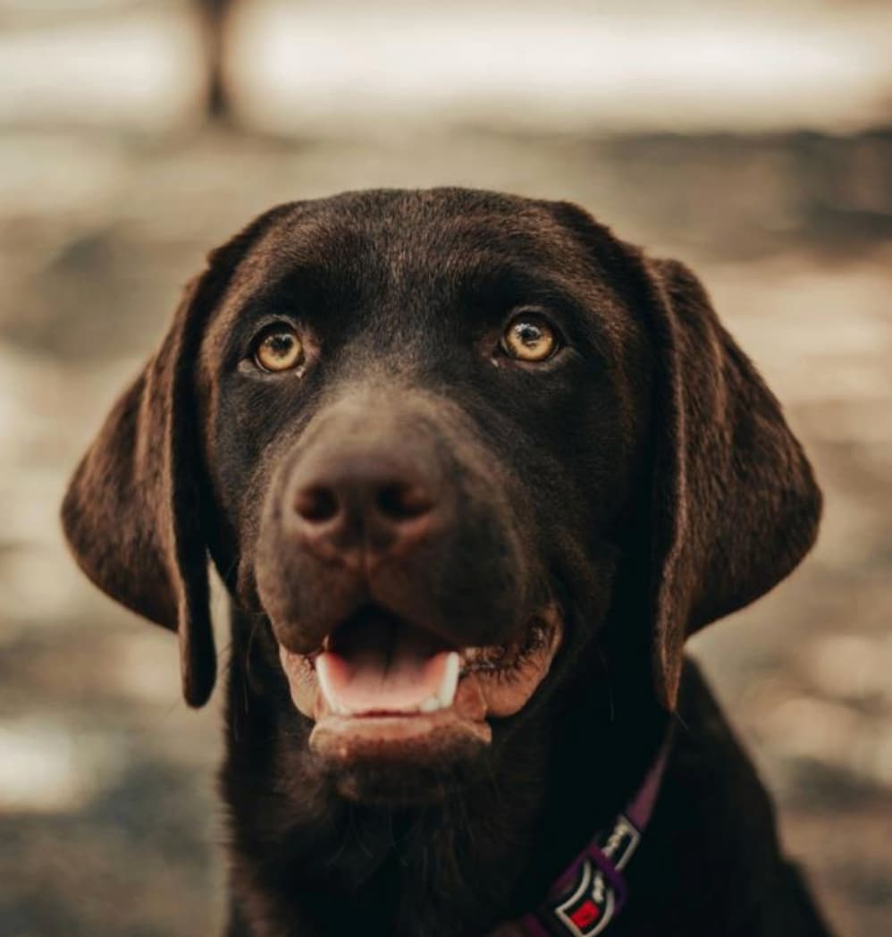 Spring Care Tips for Dogs: Keeping Your Pet Healthy This Season