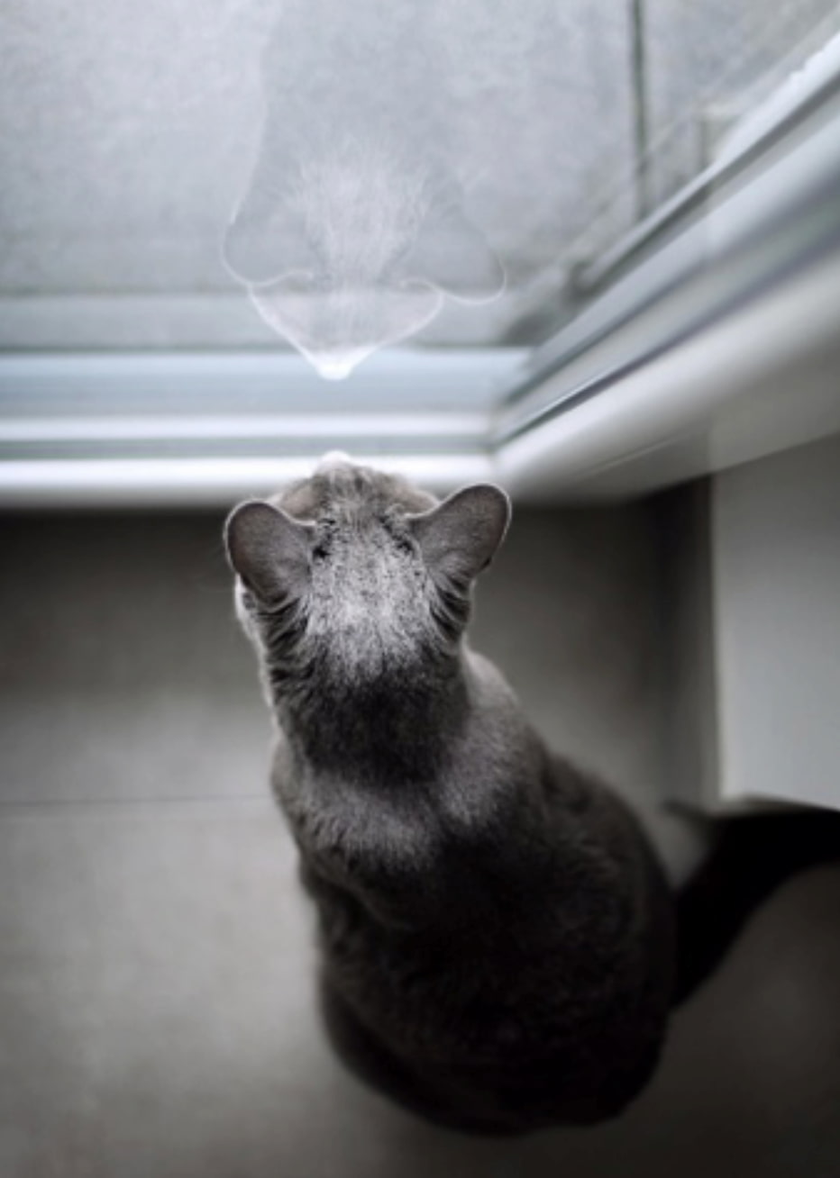Ensuring Pet Safety: The Importance of Microchipping Your Pet