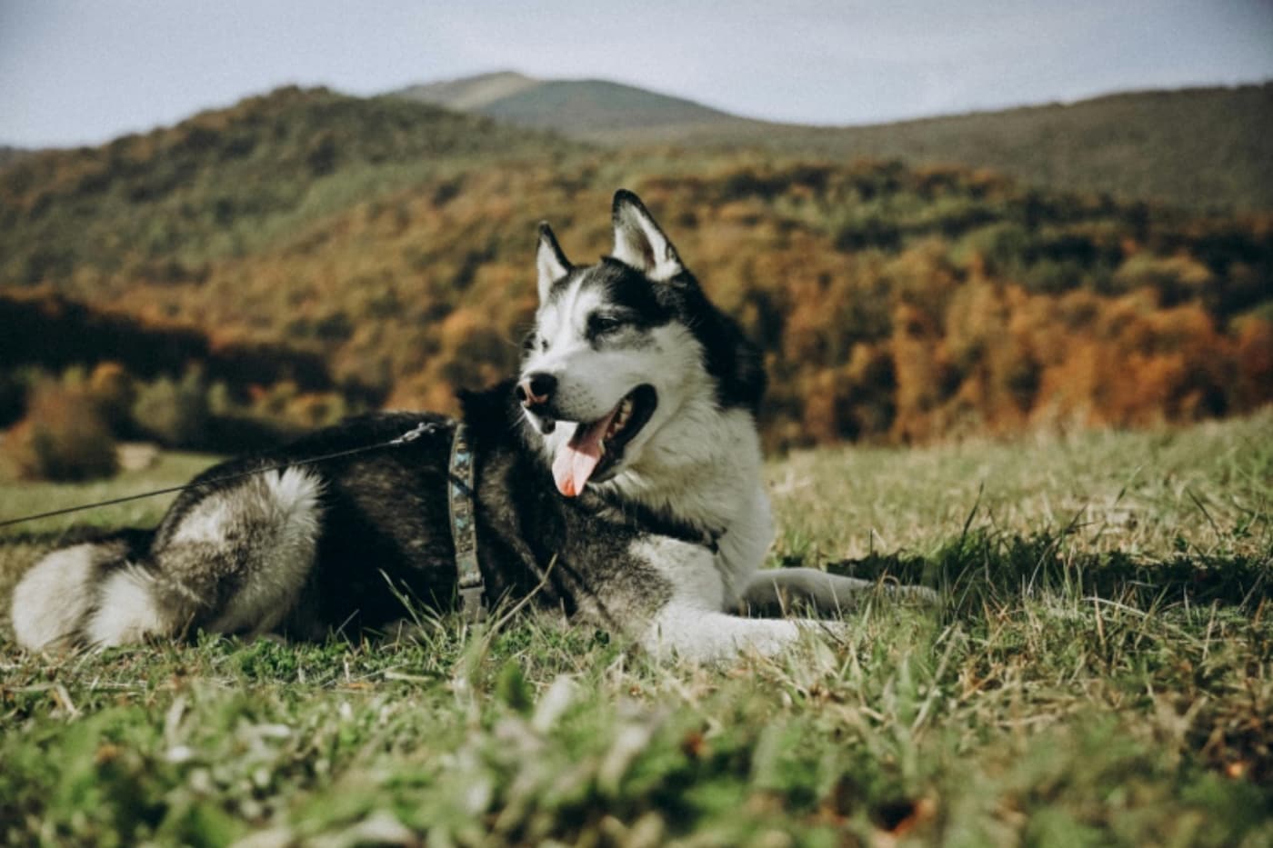 Camping With Your Pet: Pro-Tips to Make Your Camping Trip Paw-fect
