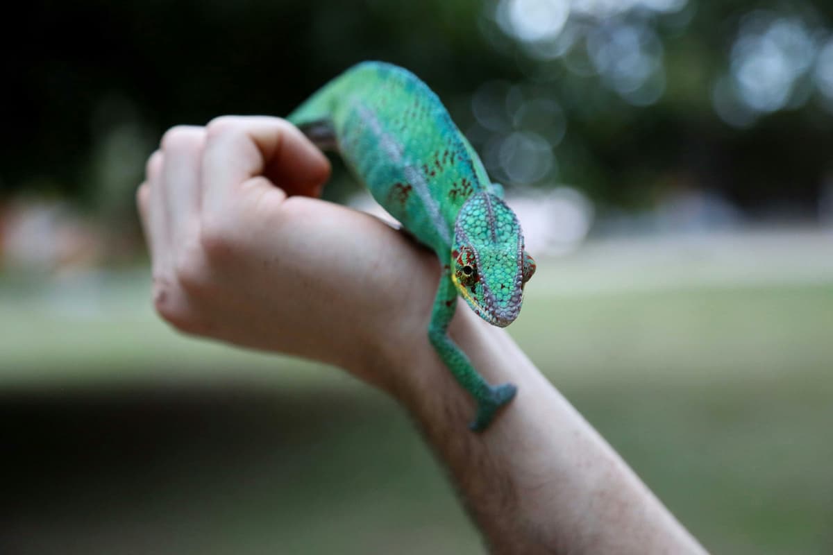 Making Friends With A Reptile