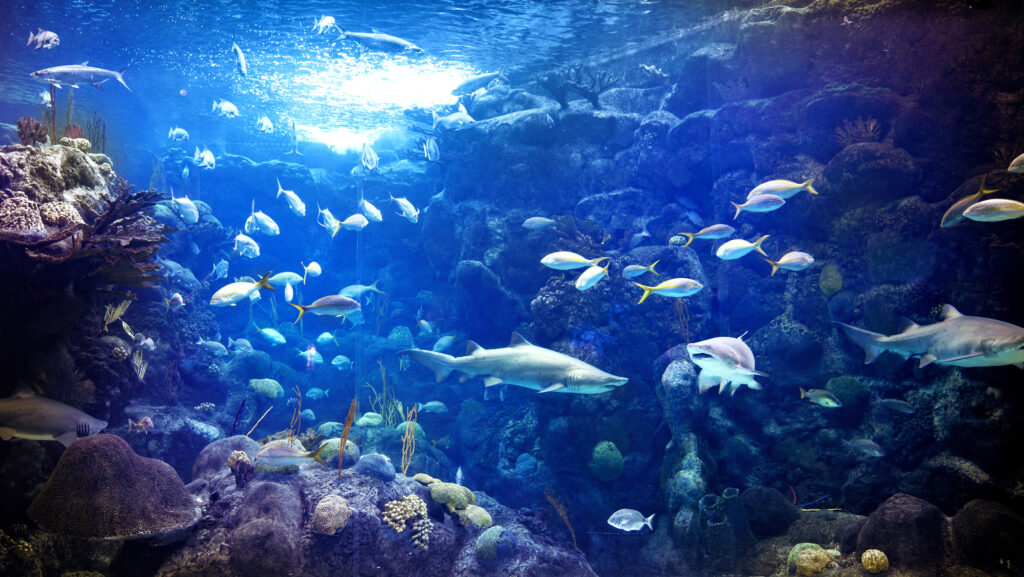 5 Reasons Zoos And Aquariums Are Important