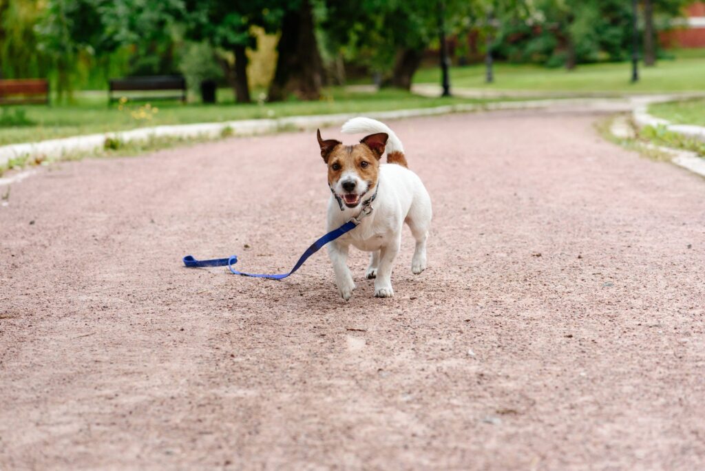 Ways To Keep Your Pet From Getting Lost