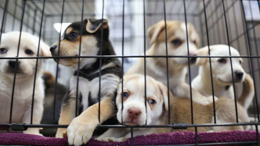 Is Fostering Pets Right For You?