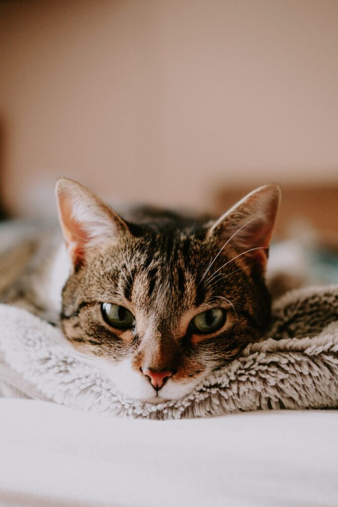 Signs Of Arthritis In Cats