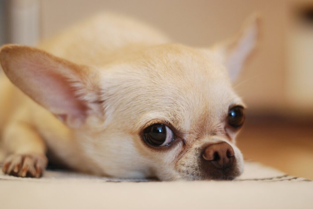 Fun Facts About Chihuahuas