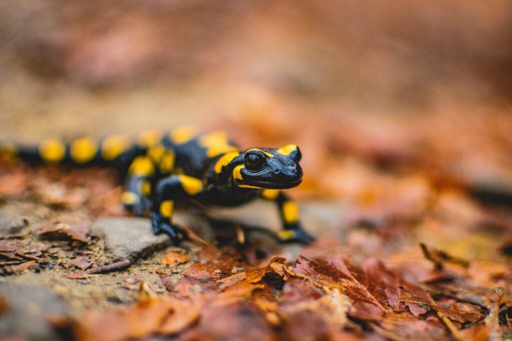 Salamander Diet Dos and Don’ts