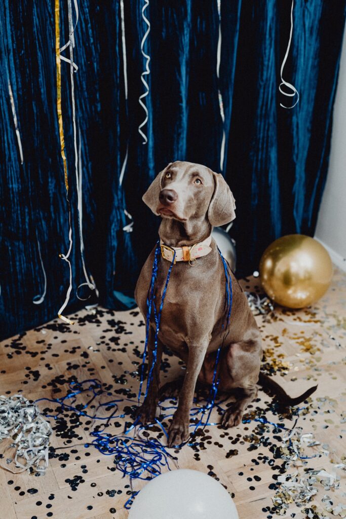Fido’s Year In Review