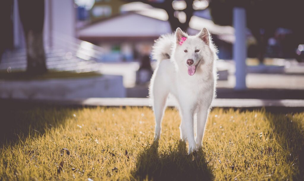 National Akita Day