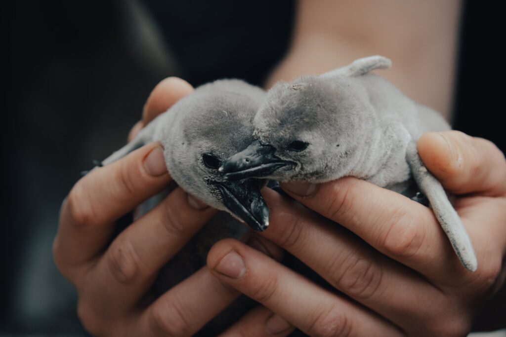 Adopting A Bird