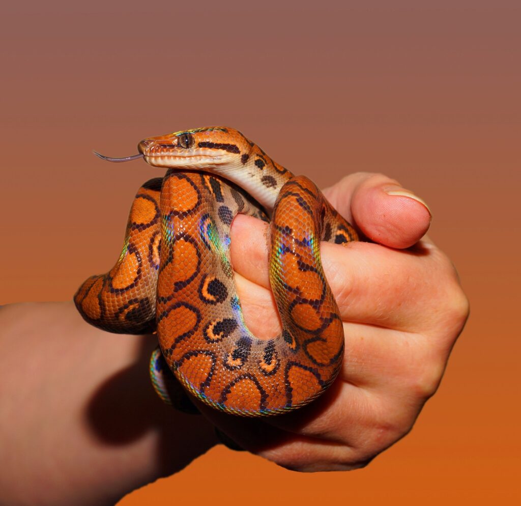 Resolutions For Reptile Owners