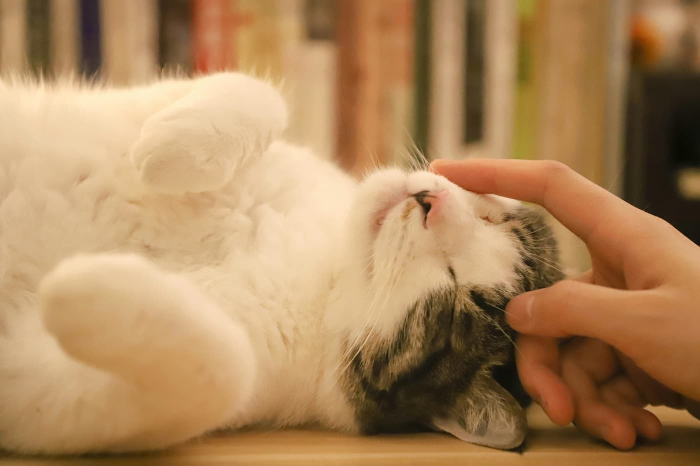 From Summer Fun to Fall Wellness: The Health Check Your Pet Needs