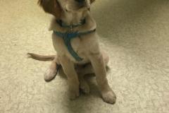 Brody-Klett