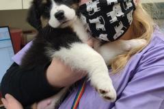 Cooper-scaled