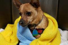 Nelson-Weiner-in-Recovery