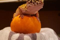 Bellamy-Pumpkin