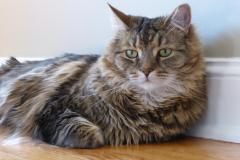 Brady-Resized