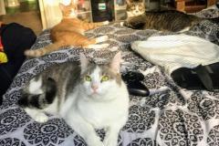 Corys-Cats
