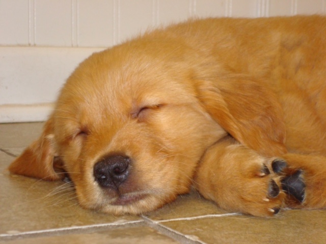 Stress Free Visits to the Veterinarian