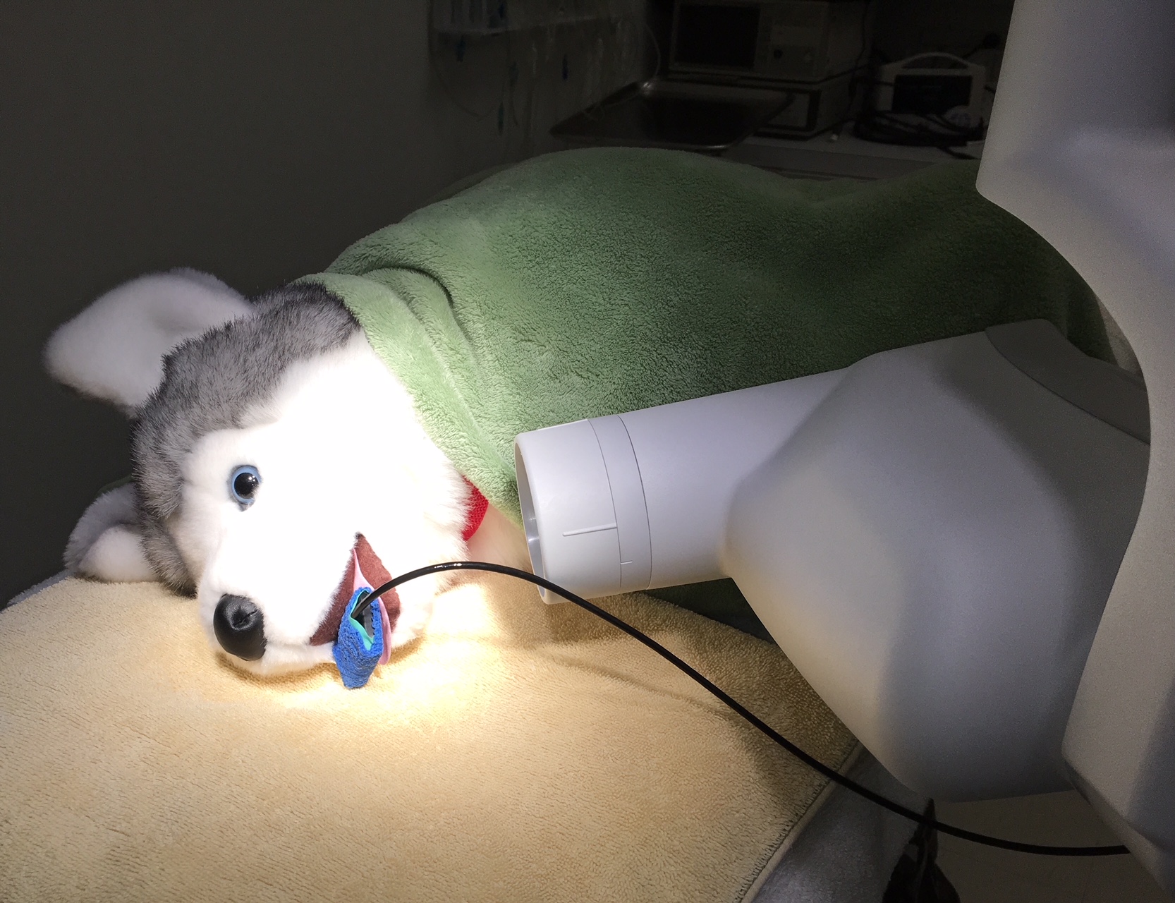 Dental Radiography at CareVet of Shoreline in Clinton, CT