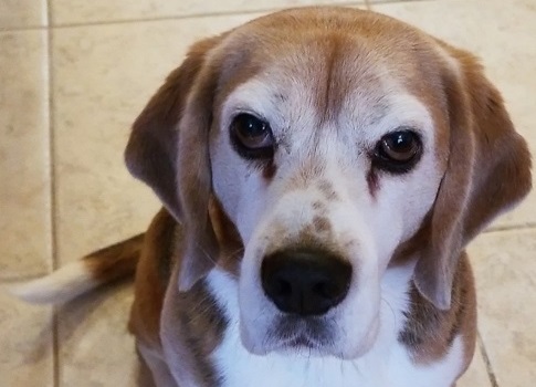 CareVet of Shoreline’s Recommendations on Pet Insurance