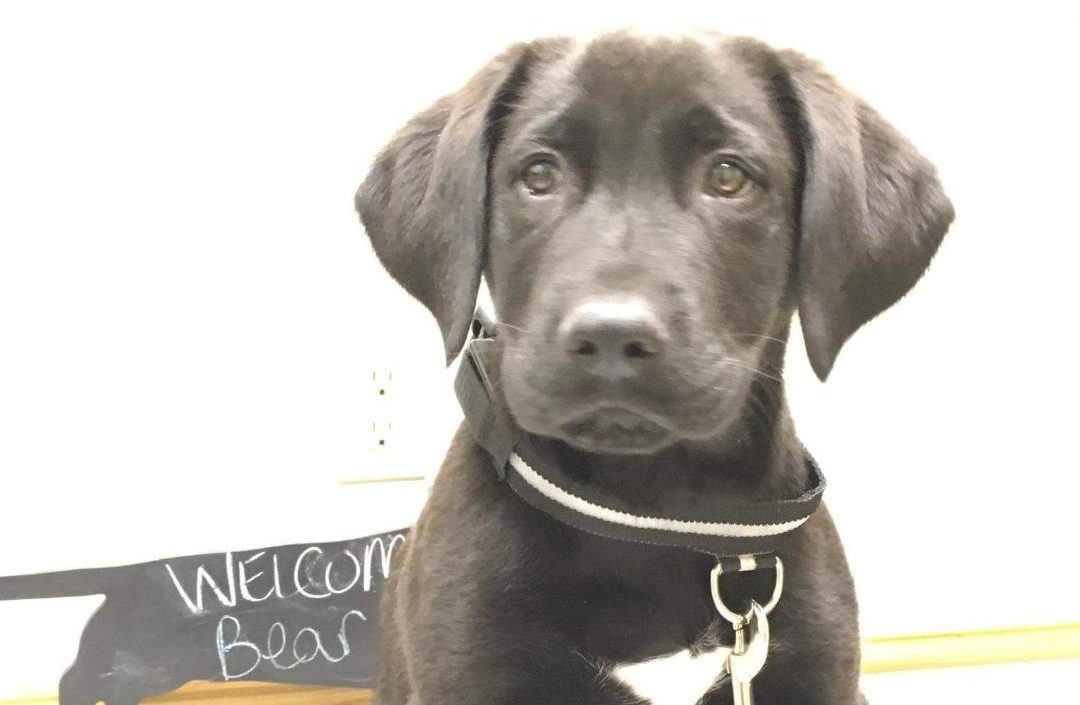 Curiosity or Cure? — The scoop on DNA testing for dogs.