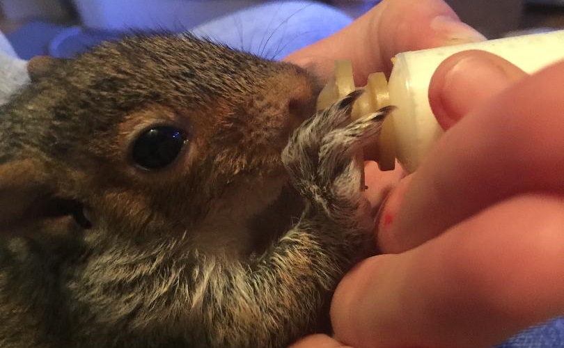 Spring Wildlife Encounters
