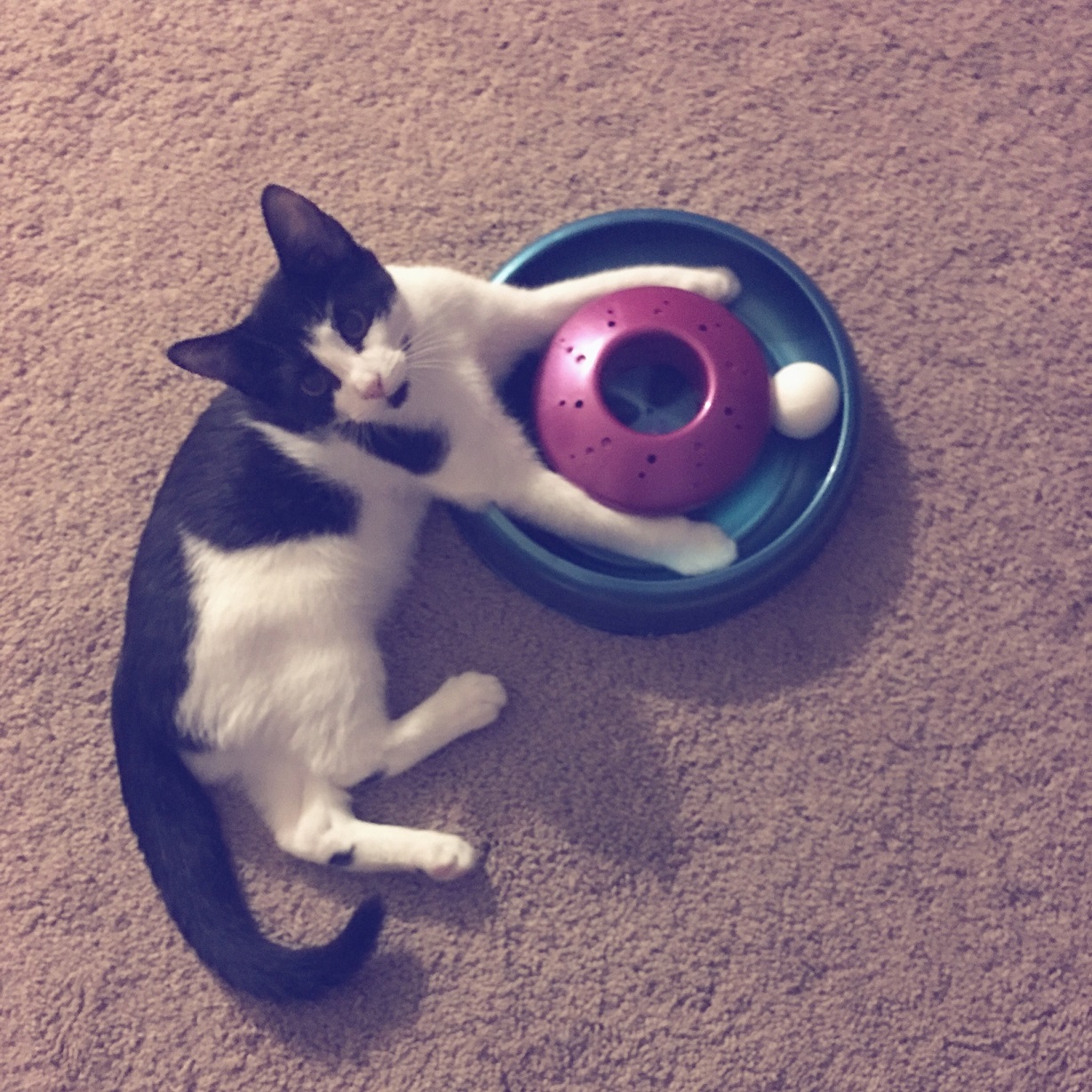 Environmental Enrichment for Indoor Cats