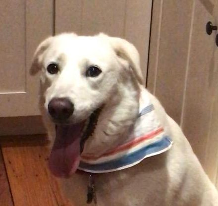 Thunderstorms and Fireworks: Summertime Stress for Dogs
