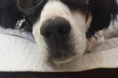 skylar_doggles