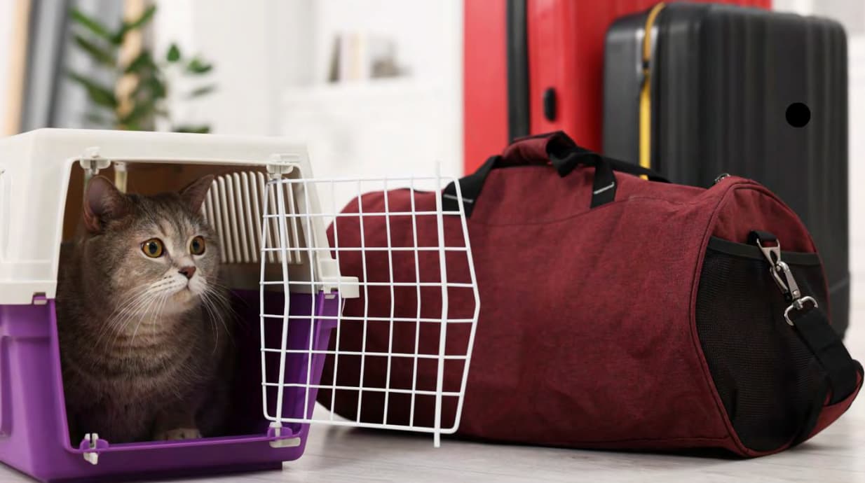 Traveling Internationally with Your Pet: What You Need to Know