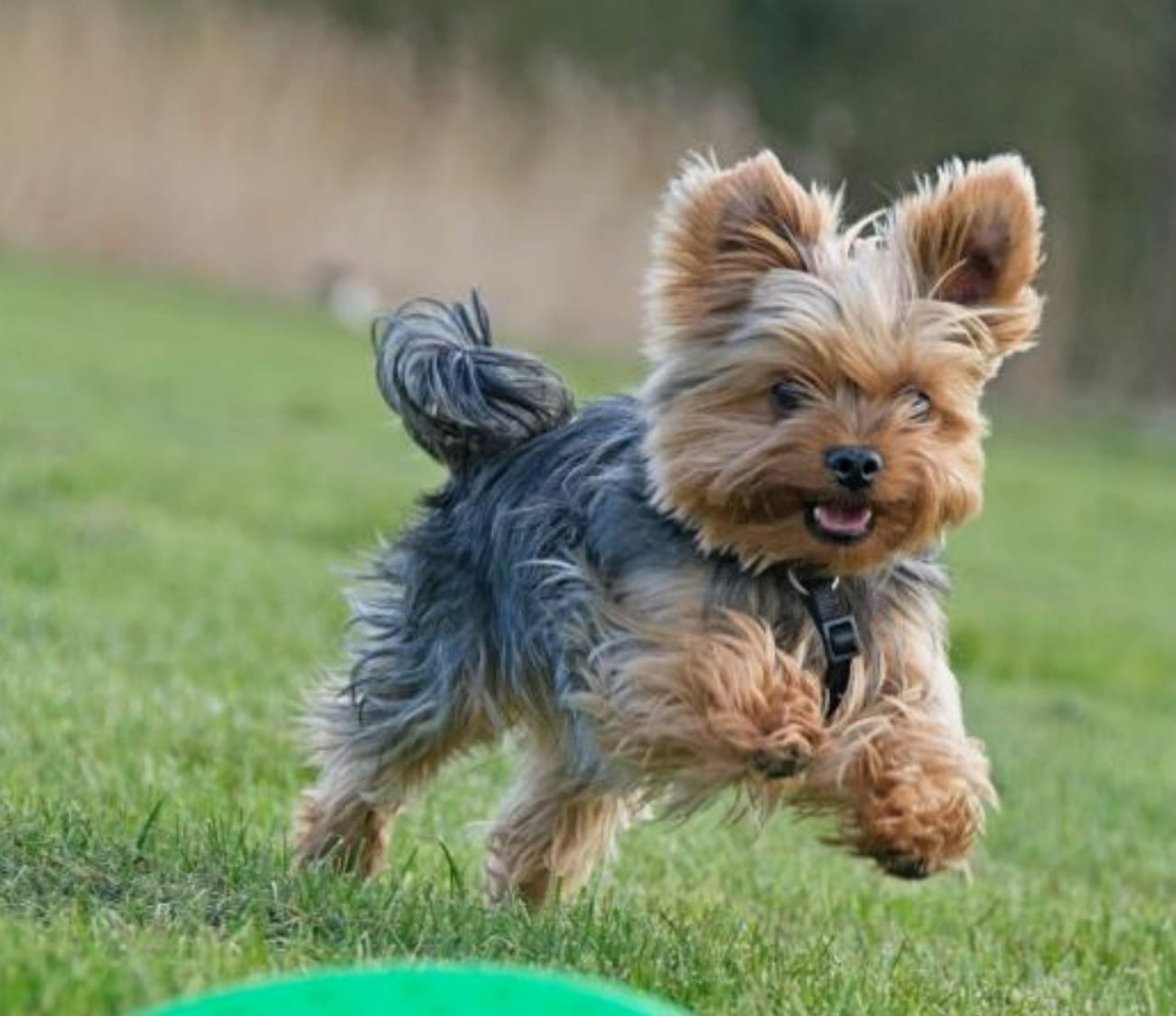 How to Keep Your Pet Cool in the Heat: Treats, Play, and Safety Tips for Summer