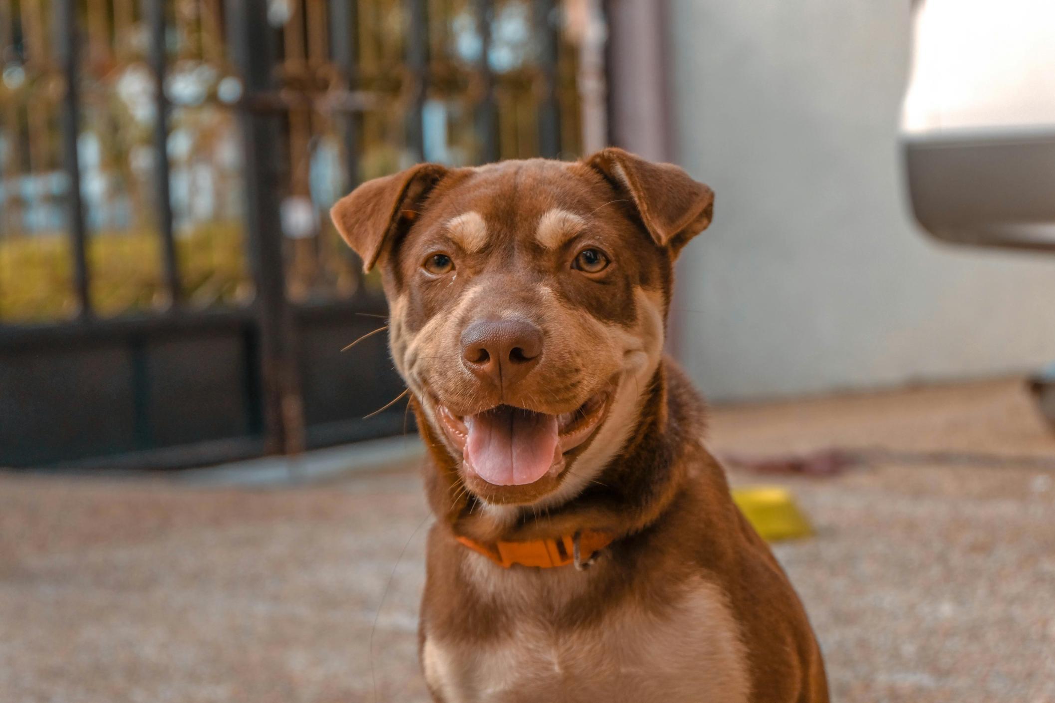 Young, happy dog standing inside a nice play area