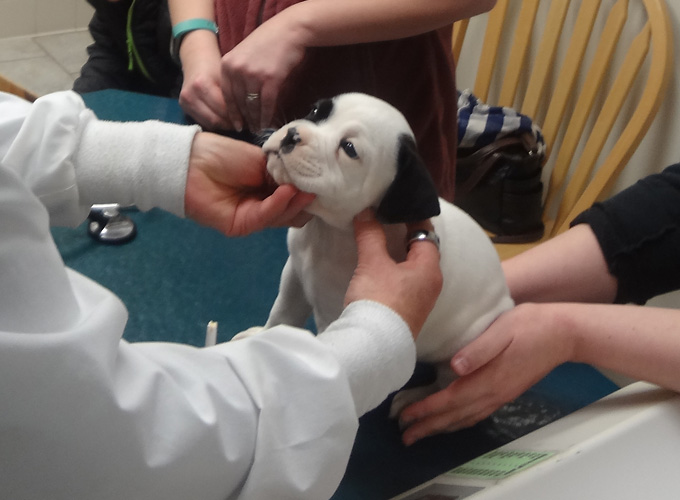 Adana Veterinary Clinic