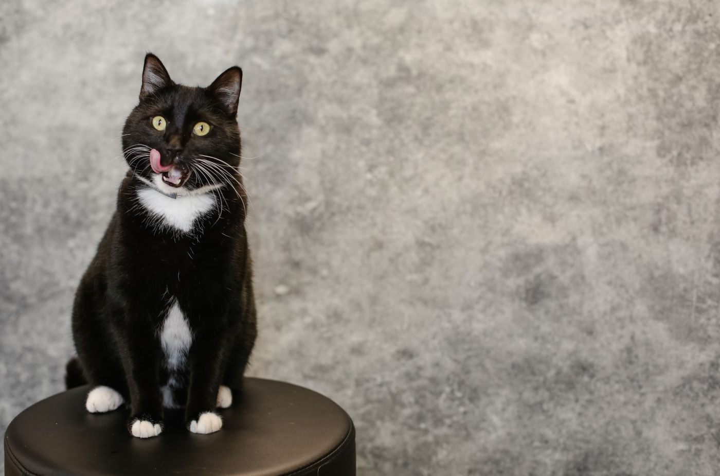 Animal Medical Care Center and Cat Hospital