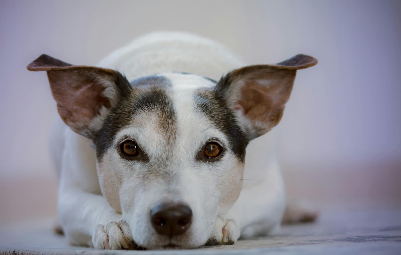 Care Animal Hospital