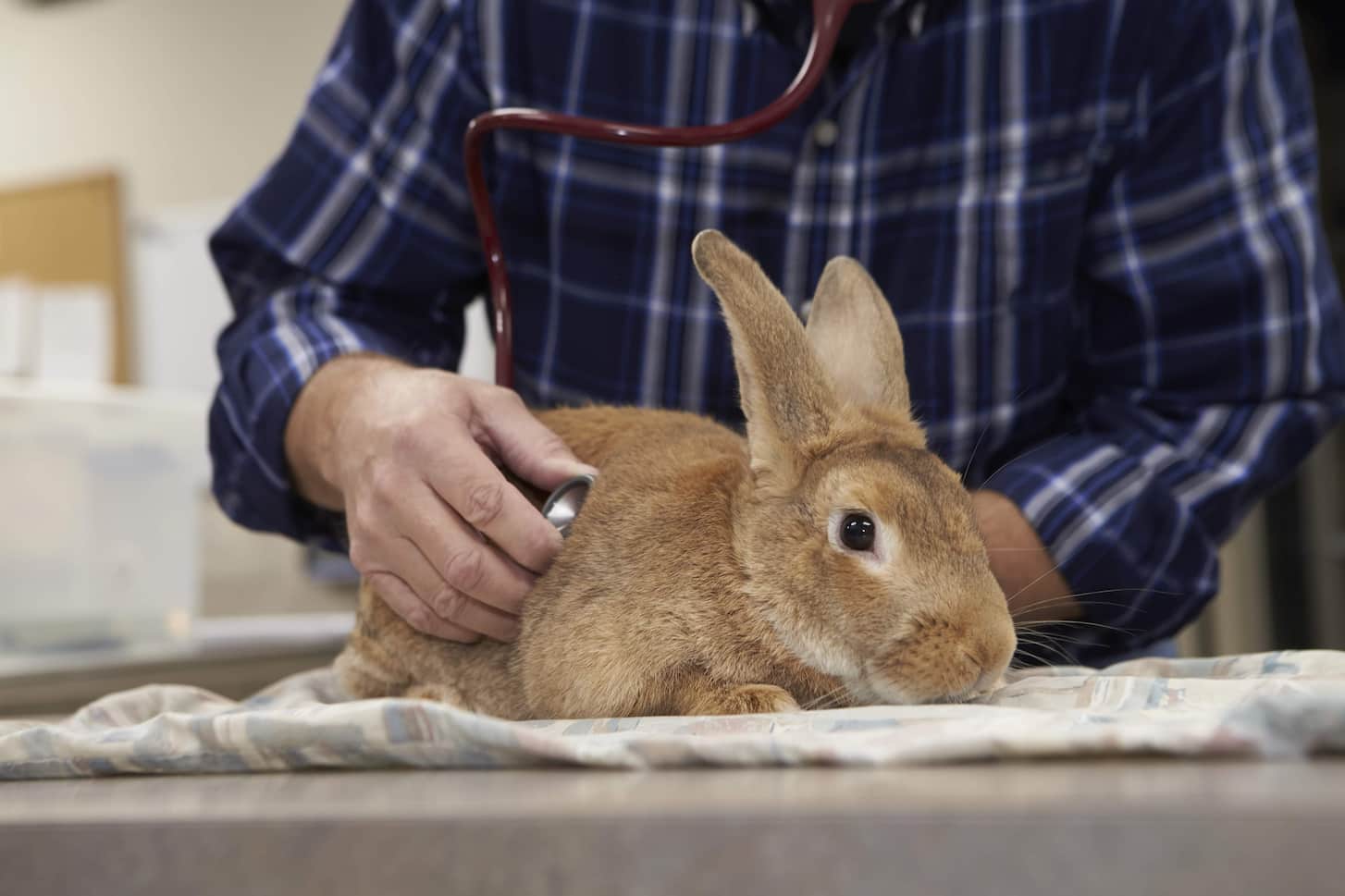 CareVet at Amity Woods