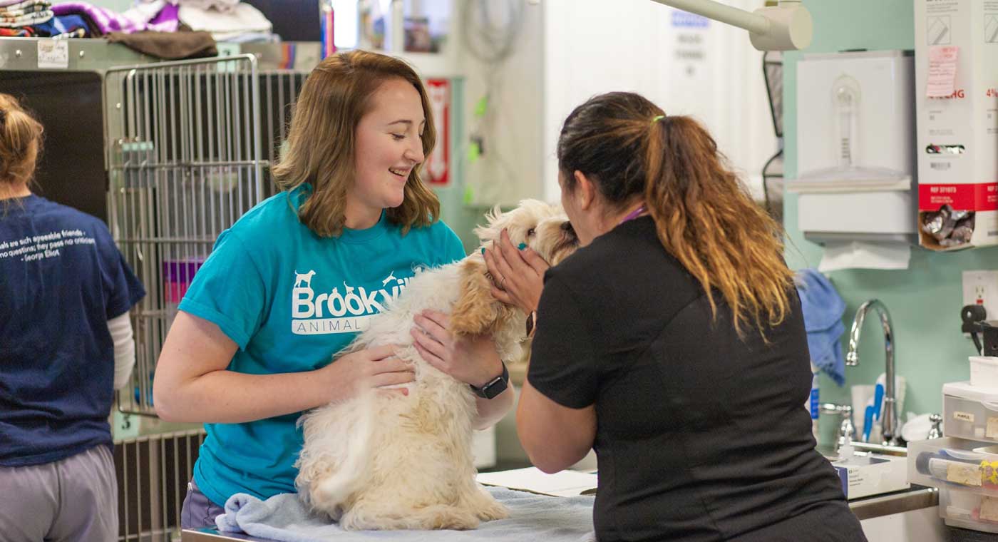 CareVet at Brookville
