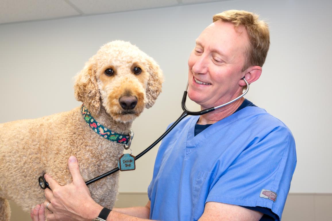 CareVet at Reems Creek Animal Hospital