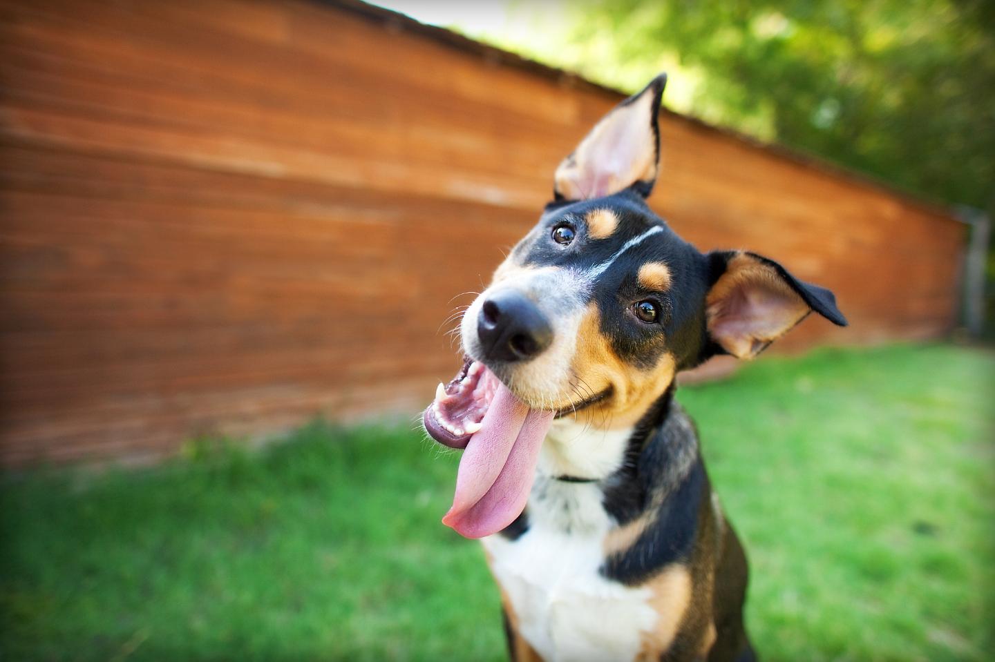 CareVet Country Club Pet Hospital