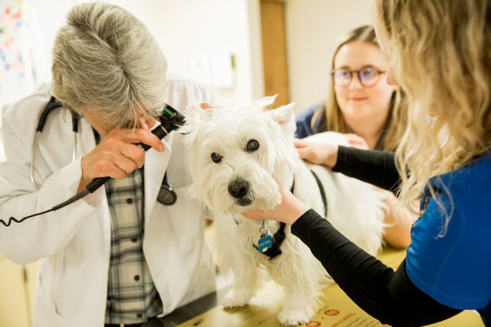 CareVet of Ashwaubenon