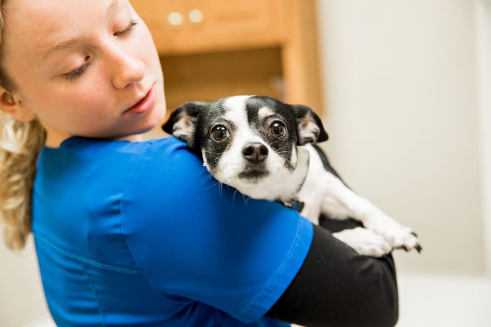 CareVet of Ashwaubenon