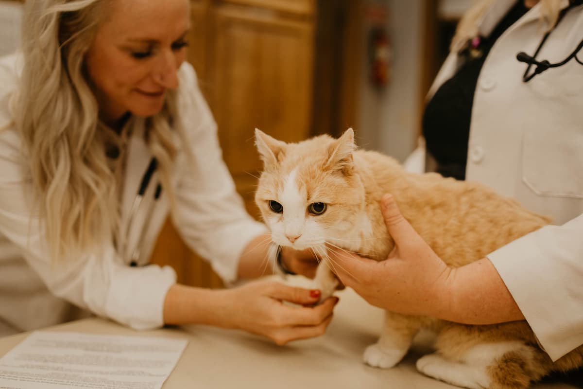 CareVet of Belmont