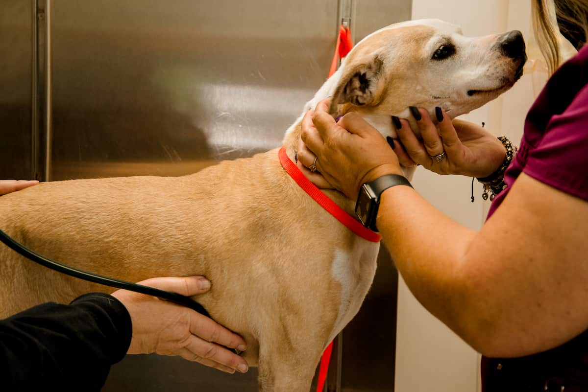 CareVet of Bethel Village Square