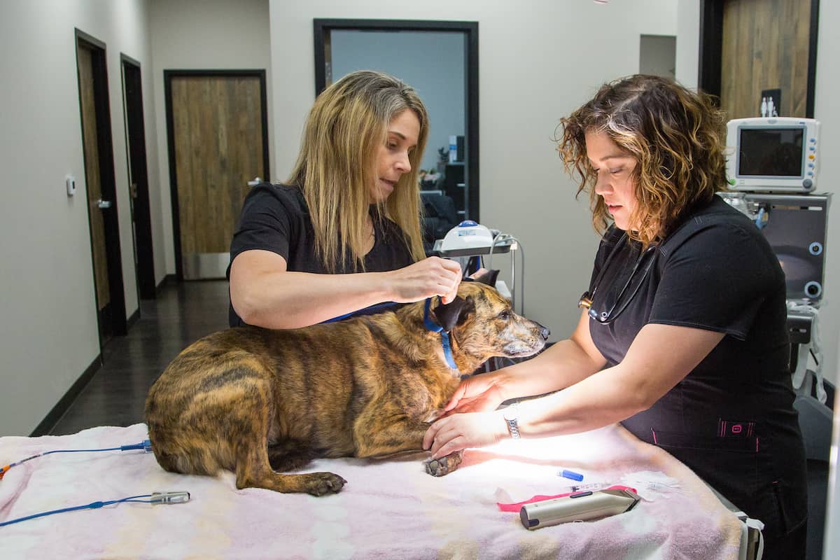 CareVet of Cave Springs