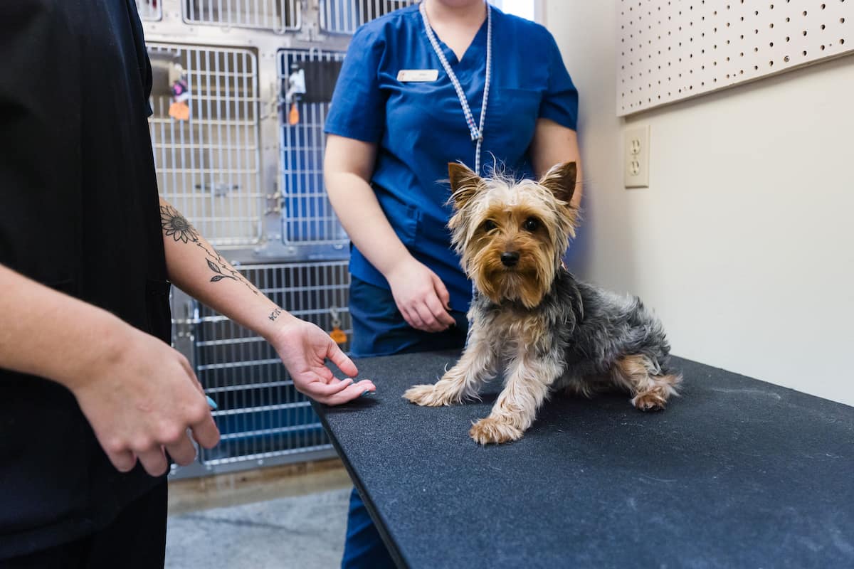 CareVet of Collierville