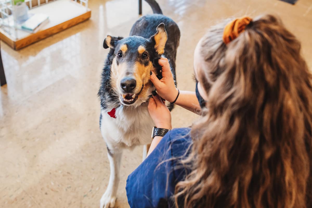 CareVet of Collierville