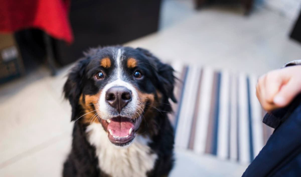 CareVet of Des Moines