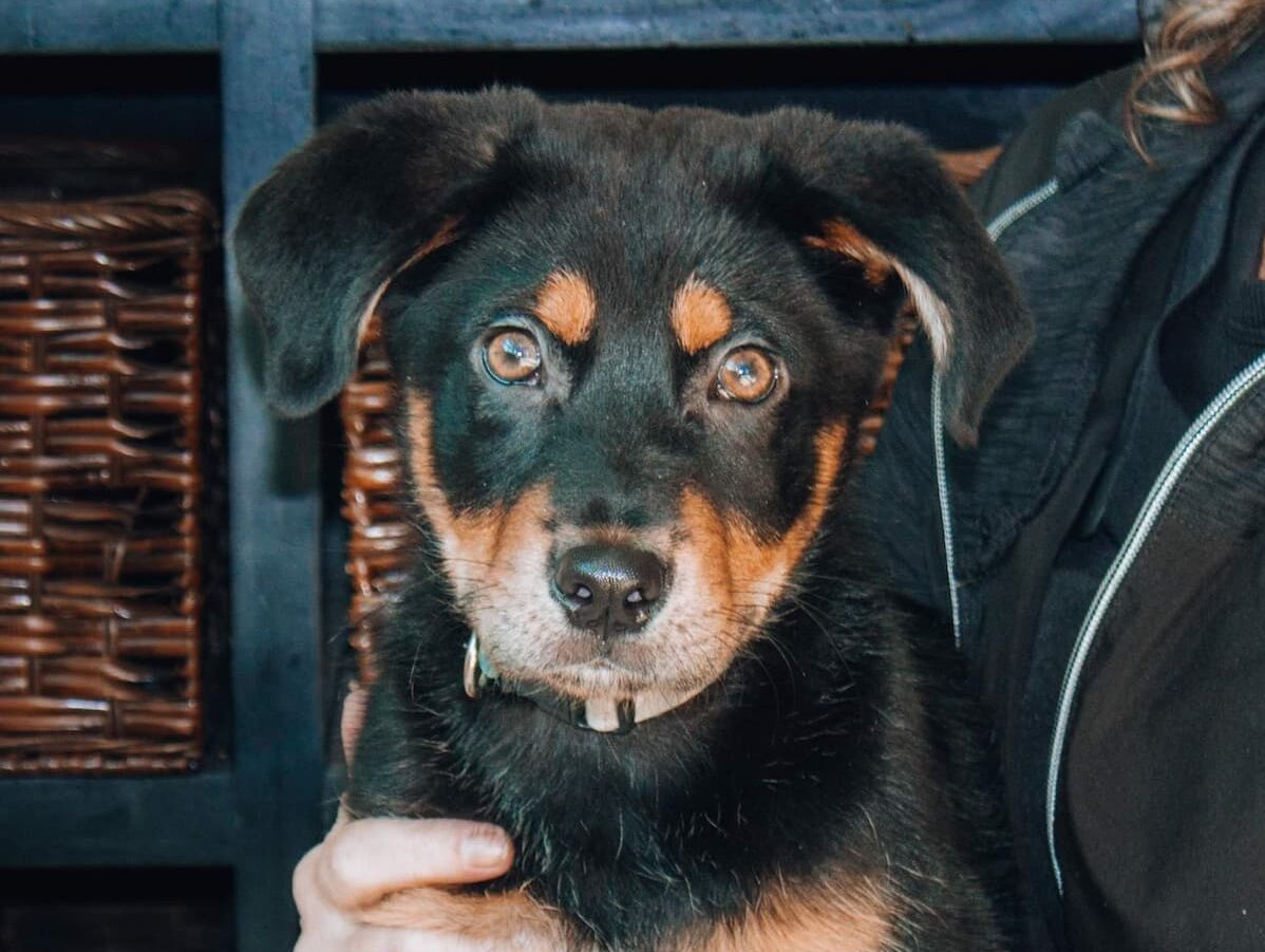 CareVet of Edmond